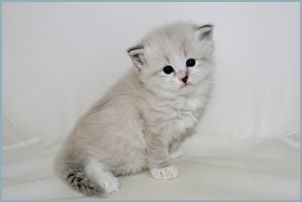 Male Siberian Kitten from Deedlebug Siberians